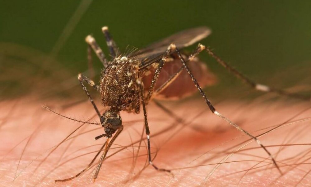 Sivrisineklerden Kurtulmanın Kesin Çözümü