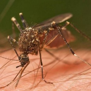 Sivrisineklerden Kurtulmanın Kesin Çözümü